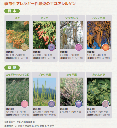 花粉症(季節性アレルギー性鼻炎)