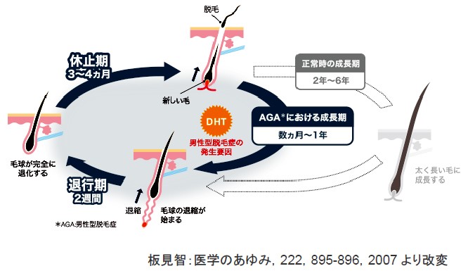毛髪の成長サイクル
